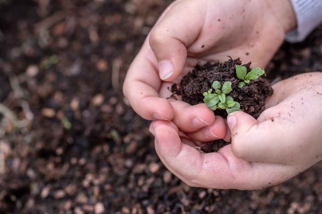 Hands with seedlings and dirt